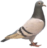 Angry Pigeon profile picture