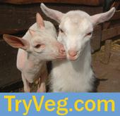 tryveg