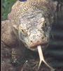 LE VARAN DE KOMODO profile picture