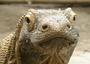 LE VARAN DE KOMODO profile picture