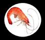 toxic shrimp profile picture