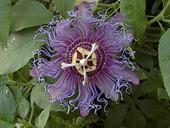 passion flower profile picture