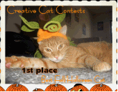 Orange Cat profile picture