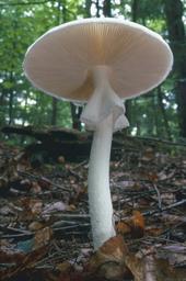 Destroying Angel profile picture