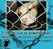 Pacific Northwest Pit Bull Rescue profile picture