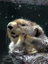 The Sea Otter Zone profile picture