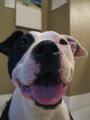 Pacific Northwest Pit Bull Rescue profile picture