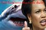 Feed Condi Rice to the Sharks profile picture