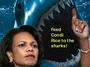 Feed Condi Rice to the Sharks profile picture