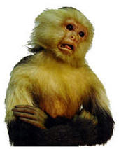 Baggy Monkey profile picture