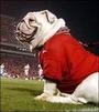 UGA profile picture