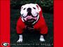 UGA profile picture