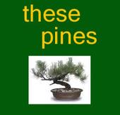 these pines profile picture