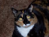 Buffy profile picture