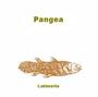 PANGEA profile picture