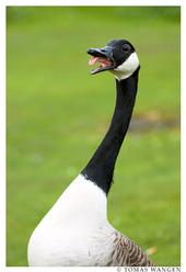 Goose profile picture