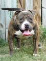 VICTORIA**POST UP KENNELS profile picture