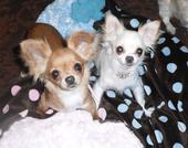 chi chi, chuy & ella - taking a break profile picture