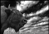 ELECTRIC BUFFALO profile picture