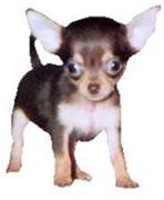 ayechihuahua