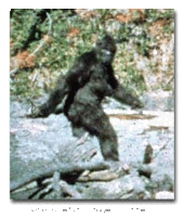 Bigfoot profile picture