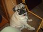 ♥LUVMYPUGS♥ profile picture