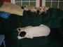 ♥LUVMYPUGS♥ profile picture