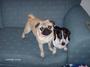 ♥LUVMYPUGS♥ profile picture