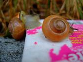 Snails In Folklore profile picture