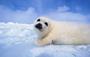 Save Seals: Boycott The Outback profile picture