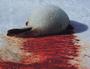 Save Seals: Boycott The Outback profile picture