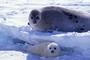 Save Seals: Boycott The Outback profile picture