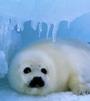 Save Seals: Boycott The Outback profile picture