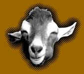 Disgruntled Goat profile picture