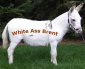 White Ass Brent profile picture