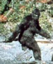 The Bigfoot Research Organization profile picture