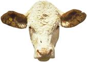 Livestock Meeting profile picture