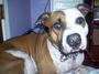 Pawsitive Pitbulls ~A better image~ profile picture