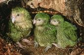 savethekakapo