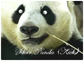 Silver Panda (Kick) profile picture