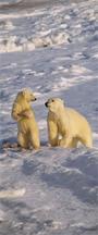 Polar Bear profile picture