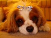 Daisy & Libby The Queen Charles Cavaliers profile picture