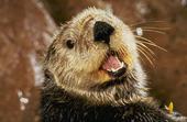 bahaiotter