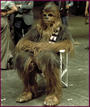 Chewbacca profile picture