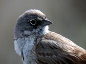 Groovy Sparrow profile picture