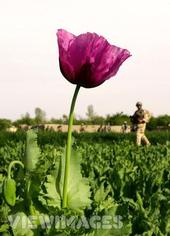 The Poppy Song (weekly in theTimes OnLine) profile picture