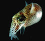 LUXURY MOLLUSC profile picture