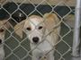 Saving Shelter Pets, Inc profile picture