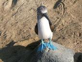 Blue Footed profile picture