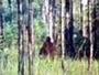 Skunk Ape profile picture